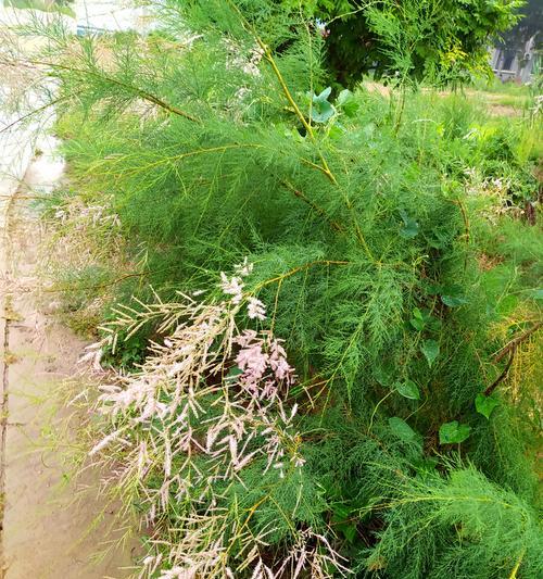 柳树开花的风水寓意与祥瑞之兆（揭秘柳树开花的吉祥象征与利益）