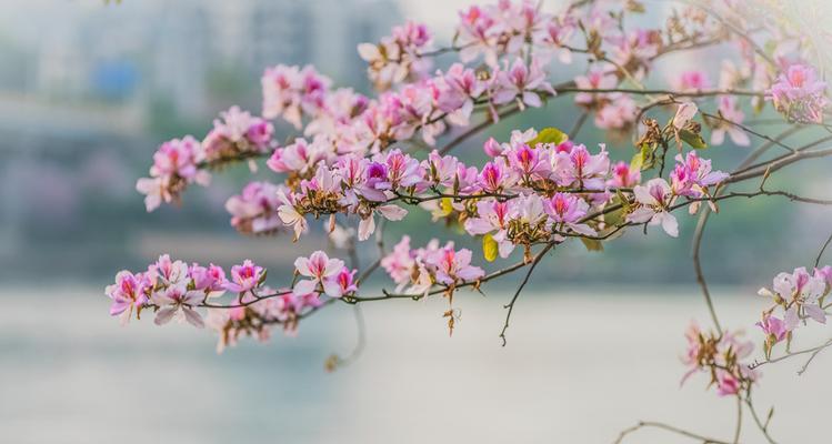 柳州市花洋紫荆的象征与寓意（柳州市花洋紫荆）