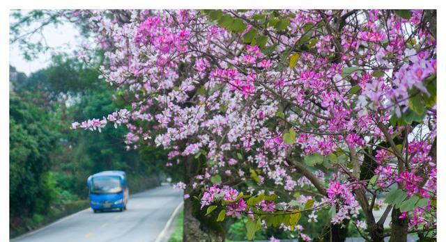 柳州市花洋紫荆的象征与寓意（柳州市花洋紫荆）