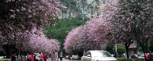 柳州市花洋紫荆的象征与寓意（柳州市花洋紫荆）