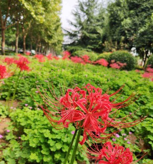 龙爪花的寓意与象征（探秘龙爪花的神秘之意）