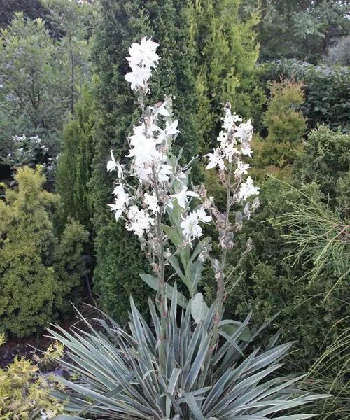 龙爪开花（揭秘龙爪开花的深层寓意）