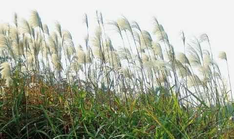 芦苇的象征意义及其重要性（芦苇与生命力的奇妙共鸣）