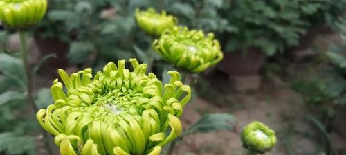 绿菊花——和平与希望的象征（绿菊花花语的深刻内涵与祝福之意）