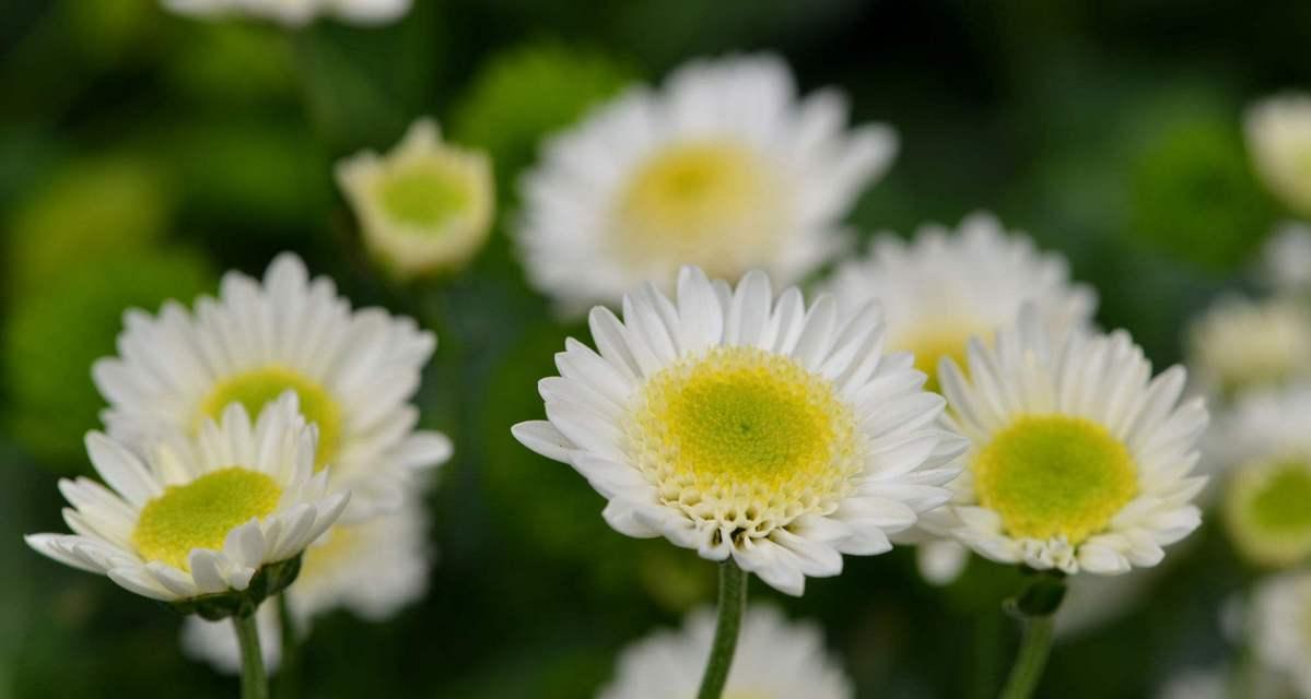 绿色菊花的花语代表什么意思（深入探讨绿色菊花所传达的情感和象征意义）