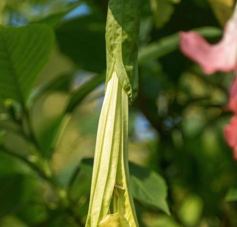 曼陀罗花（揭开曼陀罗花的意义与魅力）