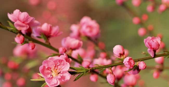 梅花花语之美——揭示梅花的象征意义（深度解读梅花代表的花语及其文化内涵）