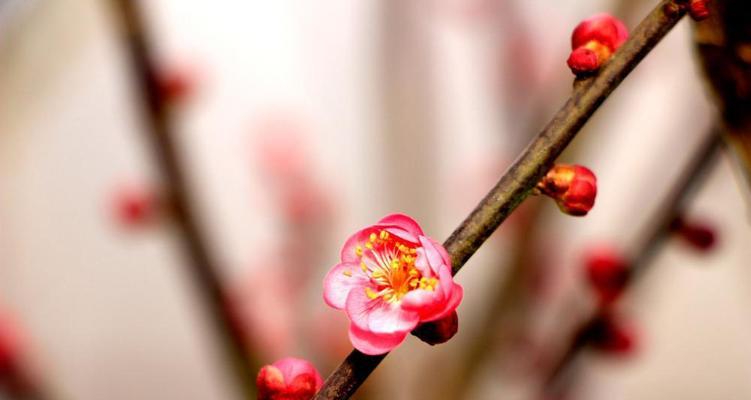 梅花花语之美——揭示梅花的象征意义（深度解读梅花代表的花语及其文化内涵）