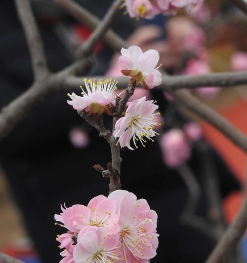 梅花生肖之谜（揭开梅花隐藏的生肖密码）