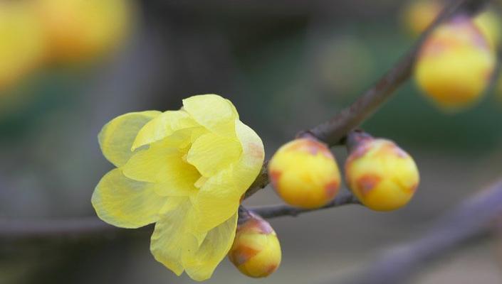 梅花的花语与代表意义——坚韧与希望（传递生命的力量）