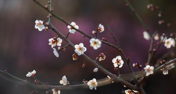 梅花花语与代表意义（寒冬中的坚强与希望）