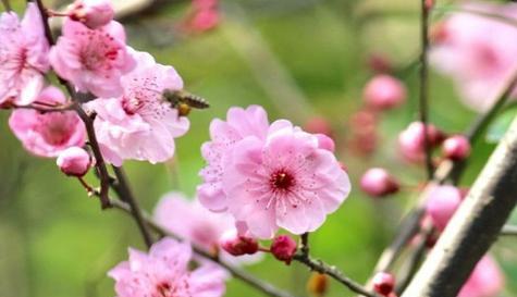 梅花的花语与寓意（探索梅花的深意）