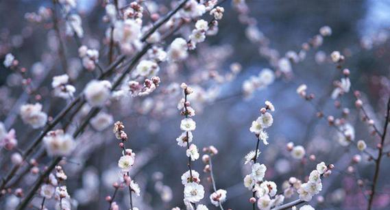 梅花的花语与寓意（探索梅花的深意）