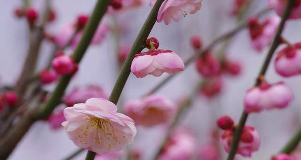 梅花之美（以梅花为喻）