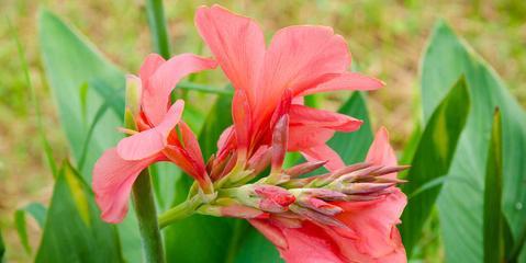 美人蕉花（探索美人蕉花的多重意义）