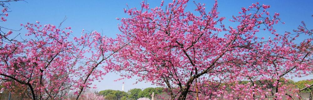 美人樱花（美人樱花）