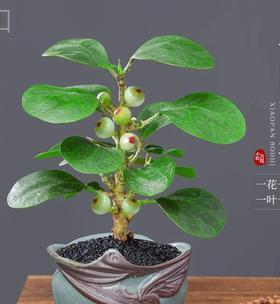 以菩提开花，人生的意义与境界（菩提树开花）