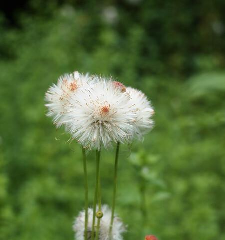 蒲公英花（探寻蒲公英花的寓意和象征意义）