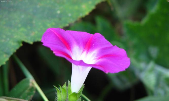 牵牛花的象征意义（牵牛花的花语与传说）