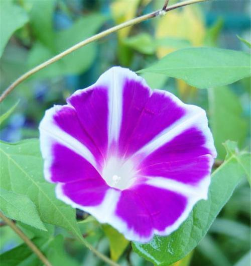 牵牛花的象征意义（牵牛花的花语与传说）