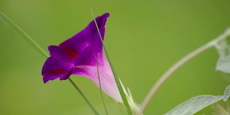 牵牛花的寓意与象征（解读牵牛花的神秘密码）