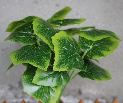 青苹果花（一朵青苹果花的意义和象征能够让我们从中找到生活的动力和愉悦）