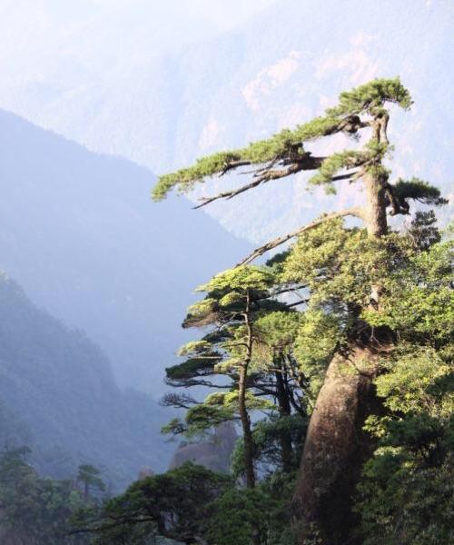 青松，象征坚强与生命力（以青松代表顽强不屈的人性美）