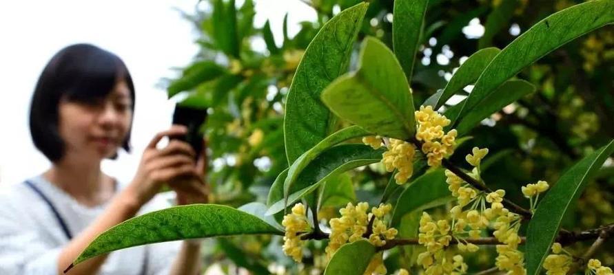 日照市花——桂花的象征意义（秋香四溢）