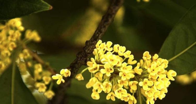 日照市花——桂花的象征意义（秋香四溢）