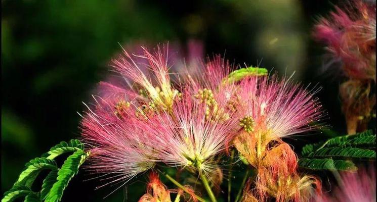 绒花的花语和寓意（绒花）