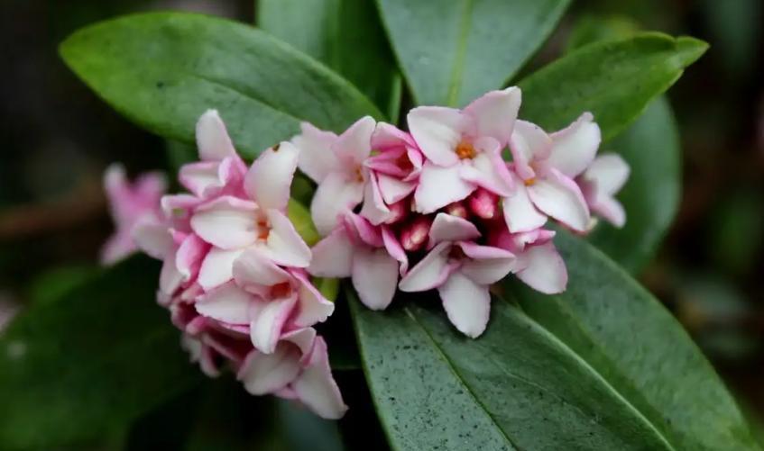 瑞香花的花语与代表意义（探寻瑞香花的神秘之美——瑞香花的花语）