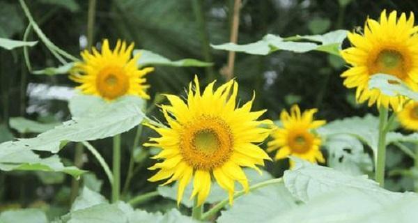 向日葵的花语——阳光、热情与希望（用三支向日葵传递的花语）