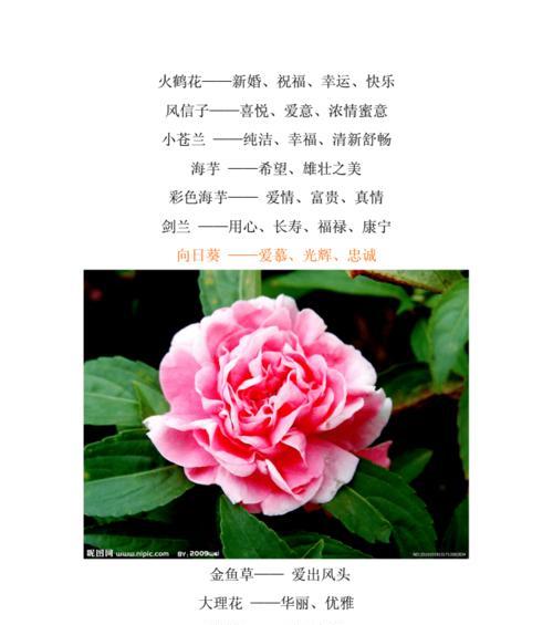 沙枣花的花语与寓意（告别哀伤）