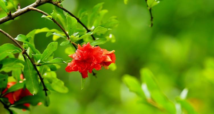 以石榴花代表什么生肖（揭秘石榴花象征的十二生肖）