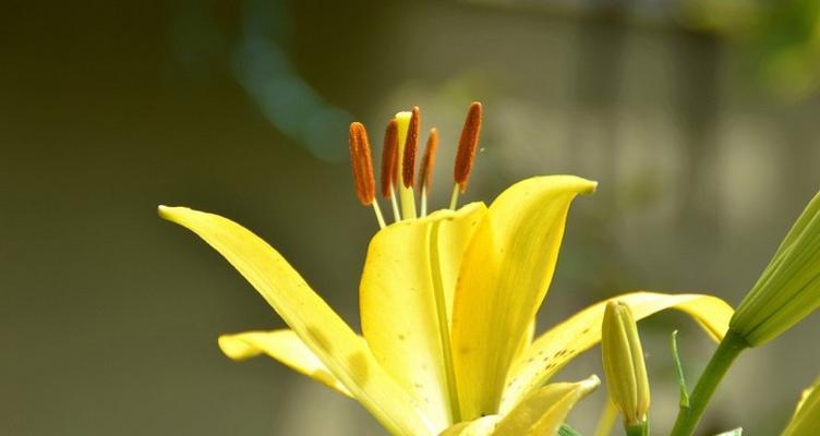 纯洁的花语——以白莲花为代表（白莲花的美丽和纯洁给人带来的启示）