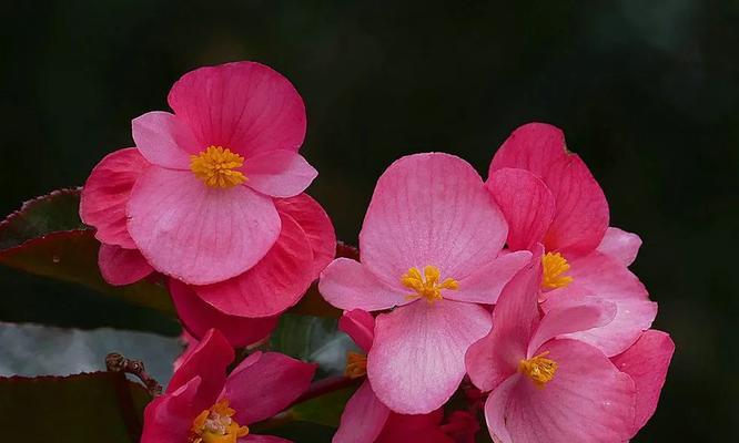 用百合花传达放弃感情的勇气（用花语告别）