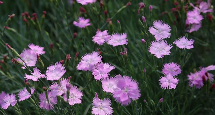 花开伊始，母爱永恒（以什么花代表母爱）