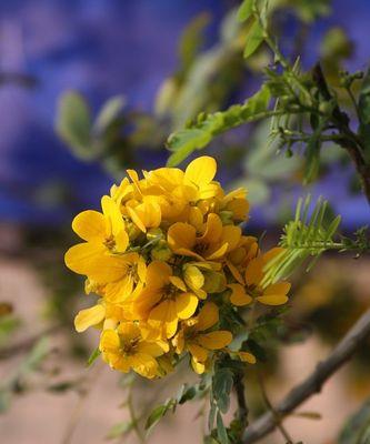 清明节的象征花卉及其文化意义（探寻清明节中的花海奇观）