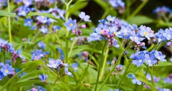 清明节的象征花卉及其文化意义（探寻清明节中的花海奇观）