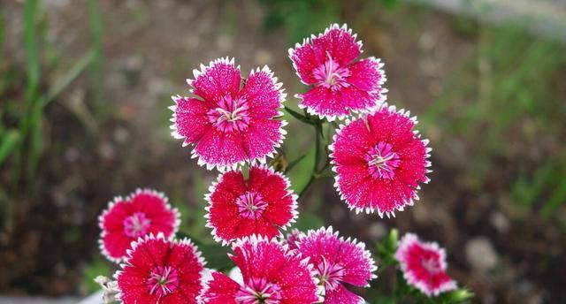 花开守护的力量（以鲜花为媒）