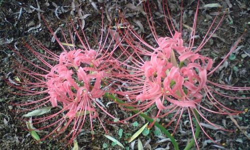 温柔之花（花海中的温柔之舞）