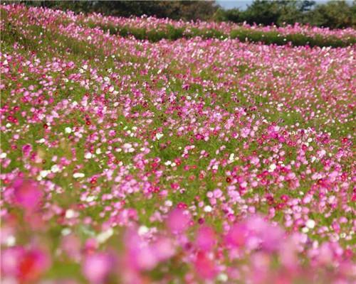 以花代表幸福（花语之幸福与美好）