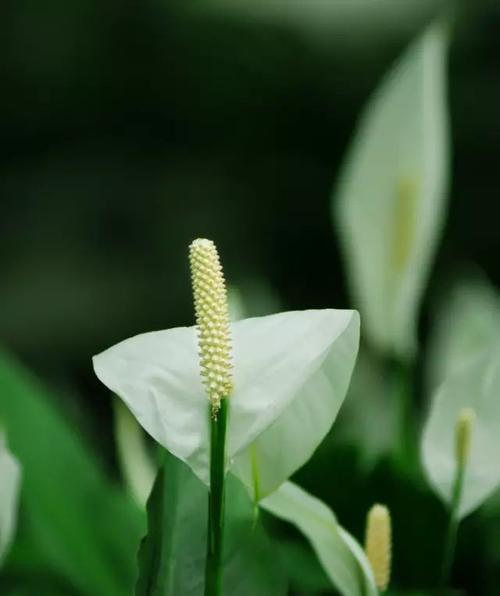 花开幸运，充满好运的花朵（探寻花朵背后的幸运象征）