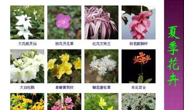 花开一生，爱恒久长（用花来表达永恒的爱情）