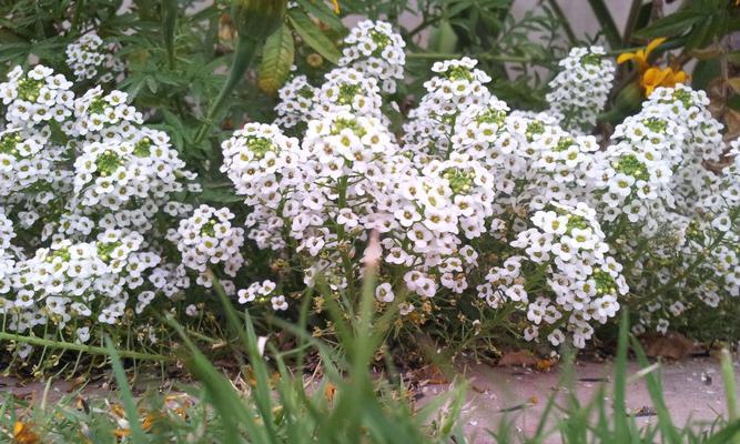 自由之花——以何种花来象征自由（自由的象征花——给人类带来希望与解放的花朵）