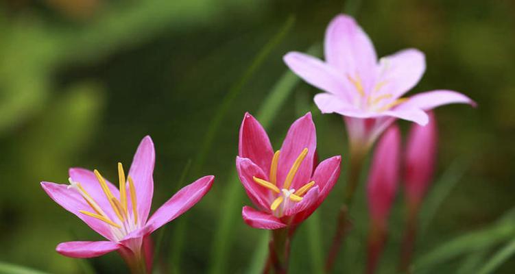 用花朵诉说爱情（探寻爱情的花语奥秘）