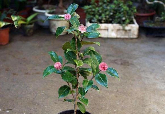 在家种茶花，享受生活美好（如何在家中种植茶花）