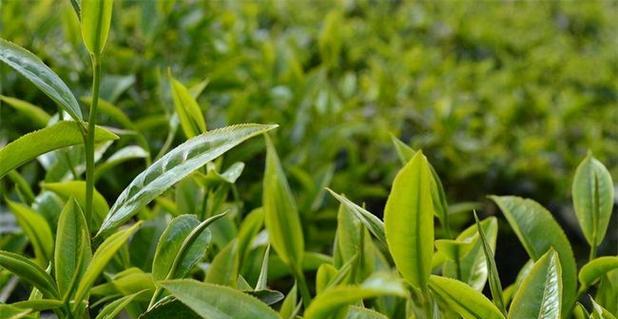 家庭种茶树的好处（一起来探讨家里种茶树的利与弊）