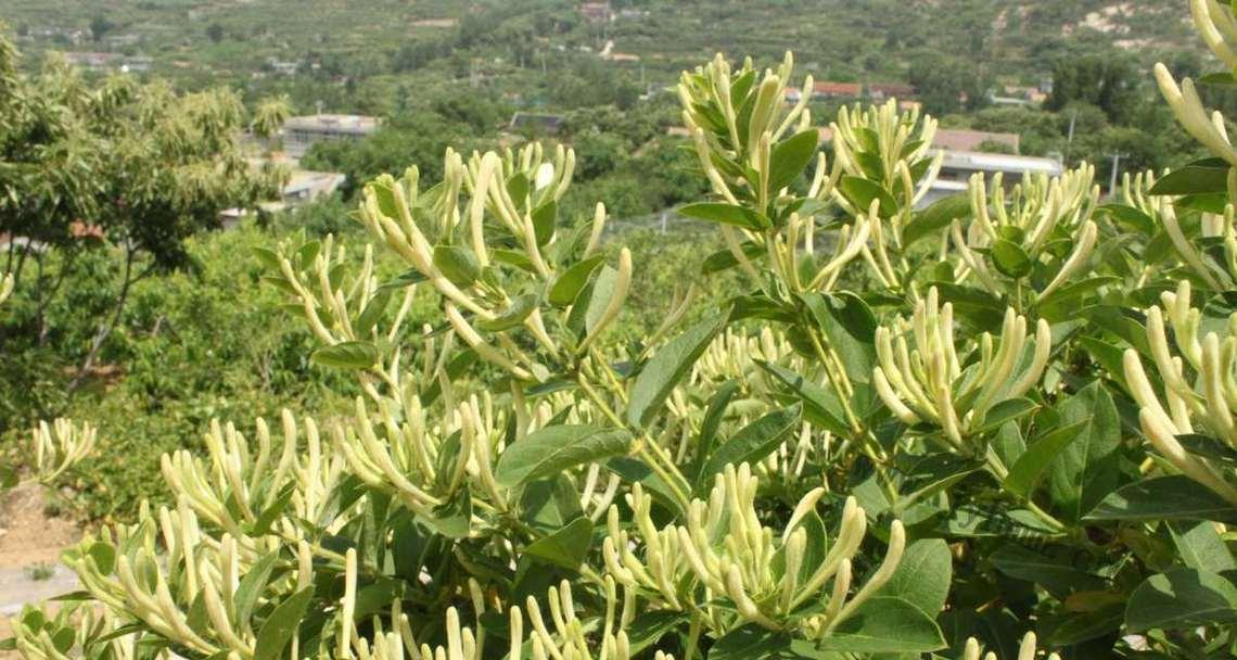 家里可以种金银花吗（认识金银花及其种植技巧）