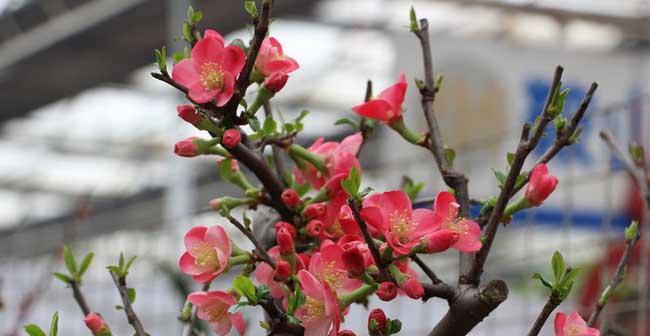 家里也能种梅花（以家庭为单位）